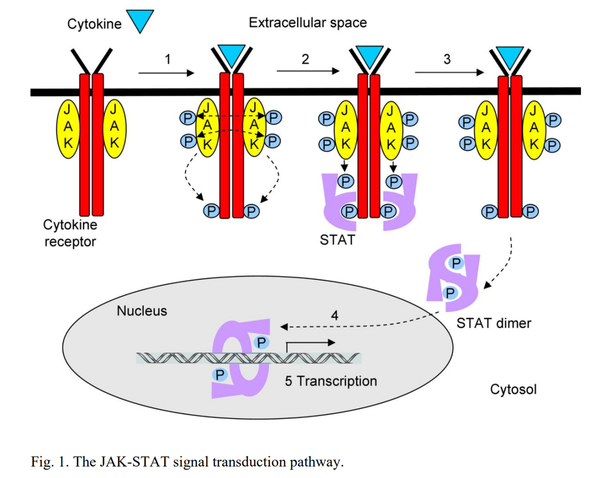 The_JAK-STAT_signaling_pathway.png